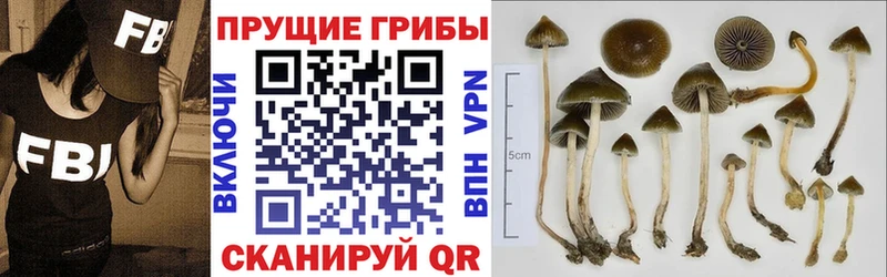 Галлюциногенные грибы Psilocybine cubensis  Похвистнево 